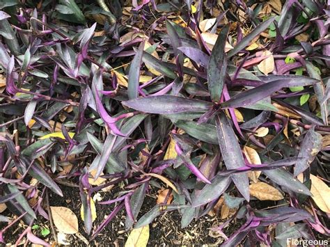 purple heart plant tradescantia pallida grow  care tips florgeous