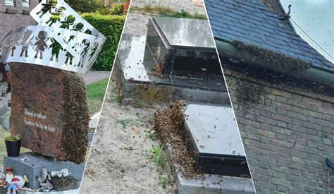 imker pakt bijenplaag op begraafplaats soerendonk aan cranendonck