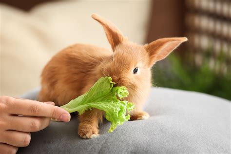 baby rabbits eat