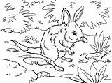 Bilby Coloring sketch template