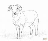 Sheep Coloring Drawing Pages Lamb Outline Bighorn Cartoon Ram Drawings Desert Cute Getdrawings sketch template