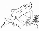 Frog Coloring Pages Frogs Outline Color Print Kids Template Cycle Printable Life Preschoolers Pads Lily Popular Clipart Drawings Library Coloringhome sketch template