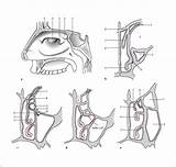 Adjacent Sinuses Structures Paranasal Surgery Their sketch template