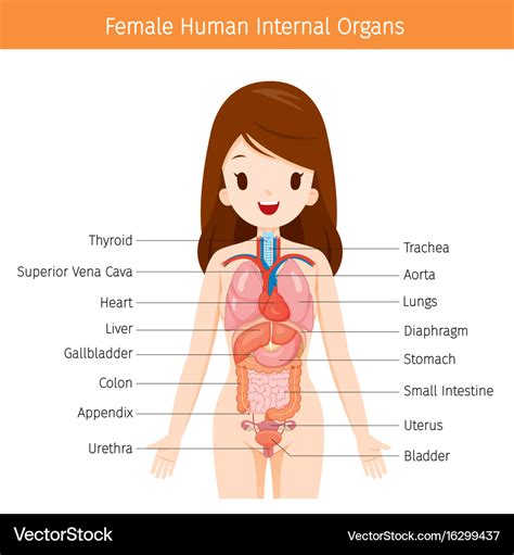 diagram internal female anatomy internal organs   human body chart organs poster