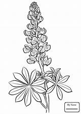 Lupine Coloring Bluebonnet Drawing Pages Flower Lupin Blue Bonnet Printable Drawings Line Draw Supercoloring Flowers Getdrawings Paintingvalley Select Crafts Category sketch template
