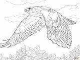 Hawk Coloring Pages Red Tailed Flight Hawks Drawing Flying Birds Printable Prey Draw Supercoloring Freddy Vs Bird Print Tony Kids sketch template