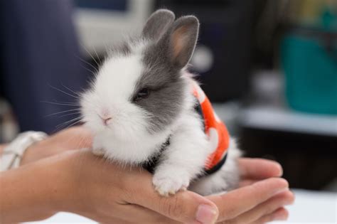 keeping dwarf bunnies  pets pet