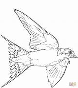 Swallow Flyver Tegninger Barn Kategorier sketch template