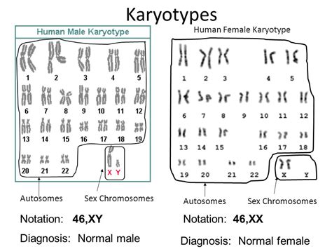 male female chromosomes xy xx foto bugil bokep 2017
