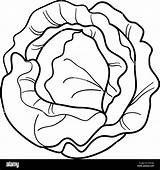 Cabbage sketch template
