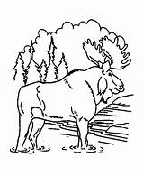 Moose Coloring Pages Awesome Retirement Color Christmas Forest Getcolorings Stencil Silhouette Getdrawings Johns sketch template