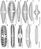 Diatoms Sudeten Frequently Gomphonema Gracile Parvulum Minutum sketch template