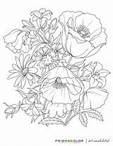 Coloring Pages Adult Flower Adults Drawing Printable Flowers Beautiful Realistic Colouring Printables Books Rose Designs Color Book Sheets Pretty Line sketch template
