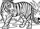 Sumatran Tigers Colo sketch template