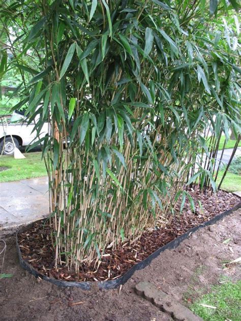 ornamental plants bamboo garden plant