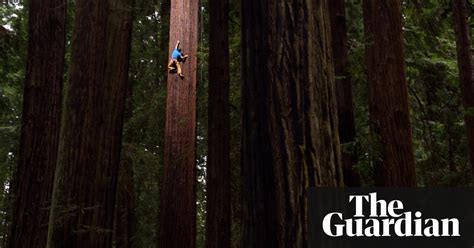 World View Free Climbing A Giant Redwood Eureka Northern California