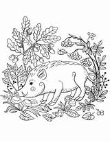Cinghiale Colouring Boar Colorat Woodland Getcolorings Mistret Foresta sketch template