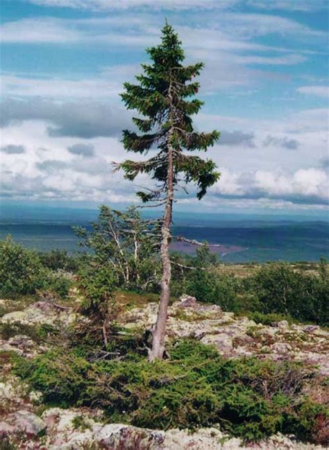 cel mai batran copac din lume   de ani ecomagazinro