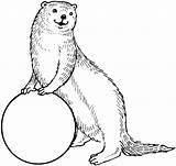 Otter Pages Coloring Otters Clipart Sea Mongoose Outline Drawing Colouring Ball Printable Cliparts Standing Cartoon Animal Library Clip Supercoloring Simple sketch template