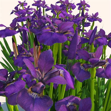 iris plants flowers  model