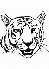 Coloring Tiger Malvorlagen Tigers sketch template