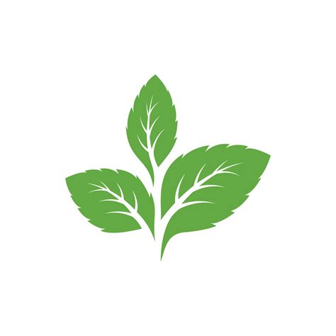 mint leaves icons leaf vector illustration green mint leaves ecology