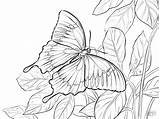Borboleta Morpho Kupu Ulysses Bunga Montanha Mewarnai Ulisses Farfalle Coloringbay Farfalla Ulisse sketch template