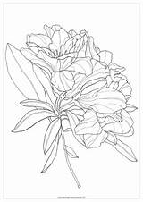 Rhododendron Delphinium Watercolor sketch template