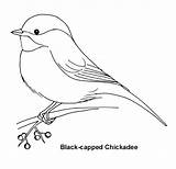 Coloring Chickadee Drawings 582px 62kb sketch template