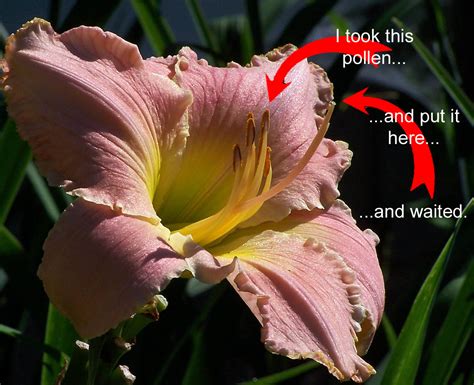 flower sex daylily haiku thursday a girl and her