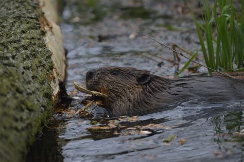 Beaver In The Water Photograph By Mark Wallner