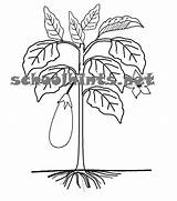 Roots Stem Coloring Tree Pages Plant Parts Fruits Leaves Grow Fruit Flowers Ground Their Help Getcolorings Functions Printable Identifying Color sketch template