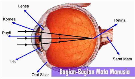 bagian bagian mata manusia minahesemka