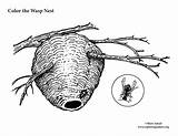 Nest Wasp Coloring Paper sketch template