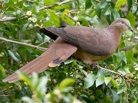 brown pigeon      including types naija super fans
