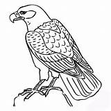 Halcon Colorear Aves Rapaces Peregrino Halcones Hawk Aprende Adler sketch template