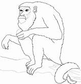 Monkey Howler Coloring Drawing Tree Sits Pages Squirrel Clipart Color Supercoloring sketch template