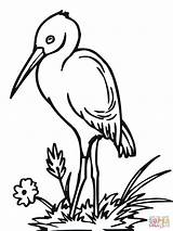 Coloring Pages Stork Storks Comments Cute Printable sketch template