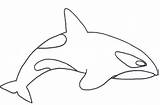 Orca Coloring Whale Killer Pages Clipart Kids Drawing Panda 47kb Drawings Clipartmag Webstockreview 425px sketch template