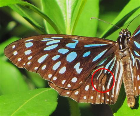 Butterfly Mount Gravatt Environment Group