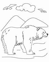 Bear Alabama State Coloring Mammal Symbols Pages Comments Coloringhome sketch template