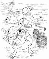 Coloring Rat Pages Kangaroo Rats Giant Mole Color Drawing Fink Ground Supercoloring Main Printable Template Coloringbay Sketches Getcolorings Print Skip sketch template