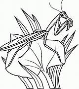Insect Coloringhome Topcoloringpages sketch template
