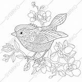 Coloring Bird Spring Pages Animal Adults Book sketch template