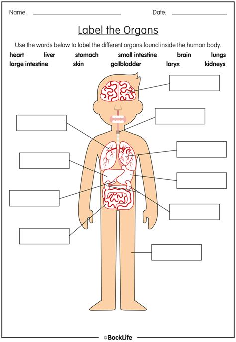 organs   human body activity sheet booklife