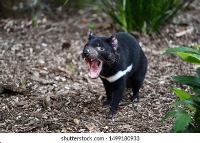 tasmanian devil showing  teeth stock photo  shutterstock