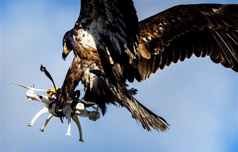 eagle captures  drone pics