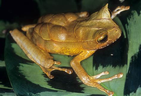 gastrotheca cornuta captive eggs  pouch photographed flickr