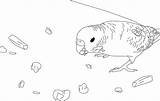 Coloring Pages Budgie Parakeet Budgies Clarabelle Cute Color Comments Print Getdrawings sketch template