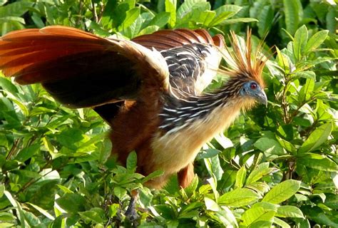 national bird  guyana hoatzin